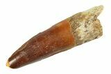 Fossil Spinosaurus Tooth - Real Dinosaur Tooth #354745-1